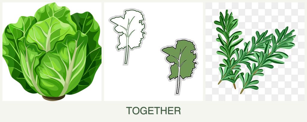 Can you plant lettuce, kale and rosemary together?