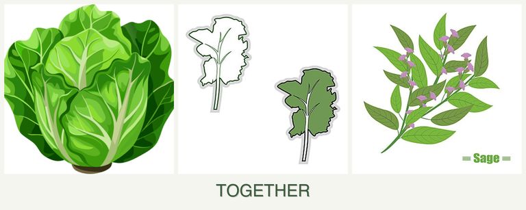 Can you plant lettuce, kale and sage together?