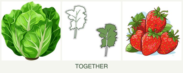 Can you plant lettuce, kale and strawberries together?