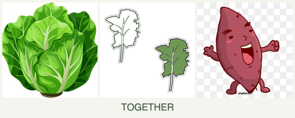 Can you plant lettuce, kale and sweet potatoes together?