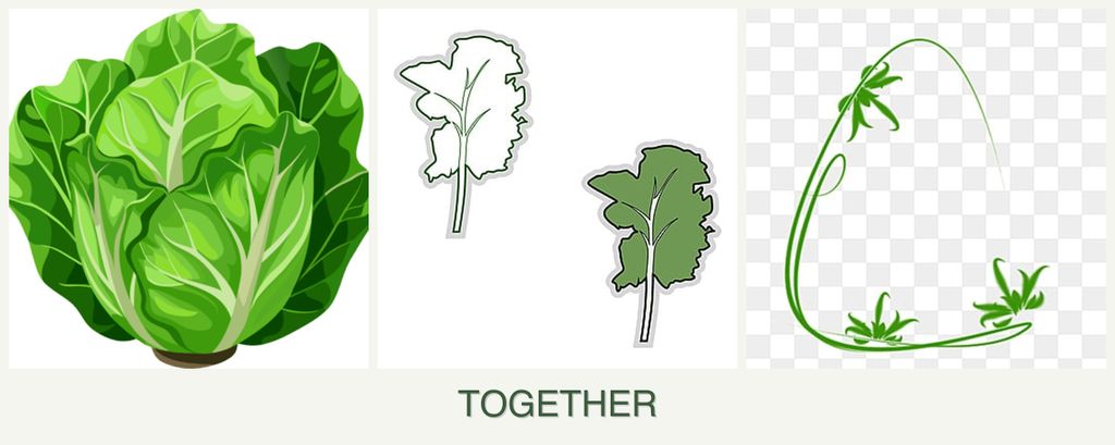 Can you plant lettuce, kale and tarragon together?