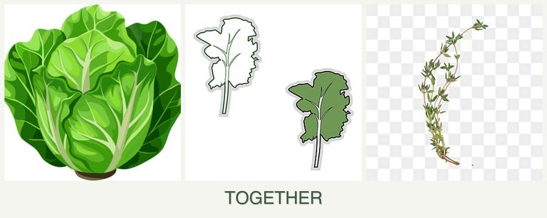 Can you plant lettuce, kale and thyme together?