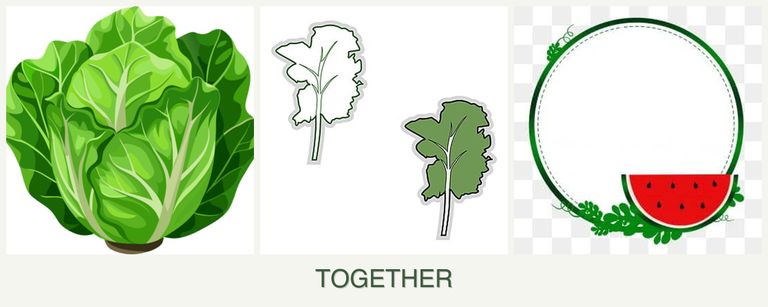 Can you plant lettuce, kale and watermelons together?