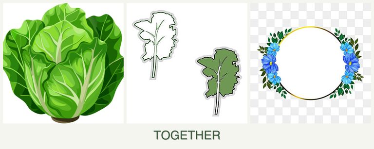 Can you plant lettuce, kale and zinnias together?