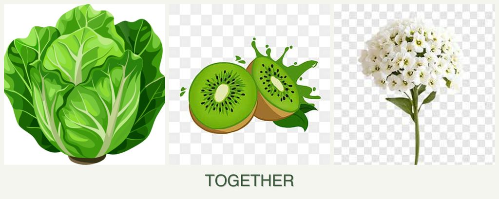 Can you plant lettuce, kiwi and alyssum together?