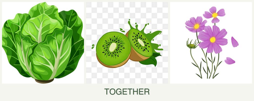 Can you plant lettuce, kiwi and cosmos together?