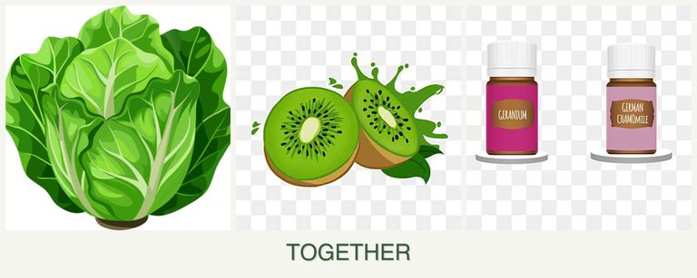 Can you plant lettuce, kiwi and geraniums together?