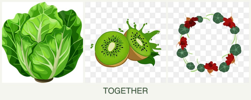Can you plant lettuce, kiwi and nasturtiums together?