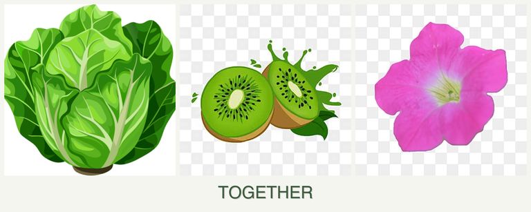 Can you plant lettuce, kiwi and petunias together?