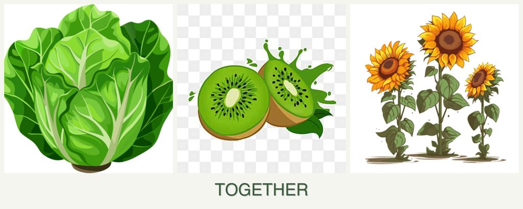 Can you plant lettuce, kiwi and sunflowers together?