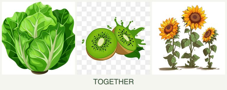 Can you plant lettuce, kiwi and sunflowers together?