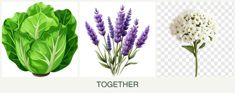 Can you plant lettuce, lavender and alyssum together?