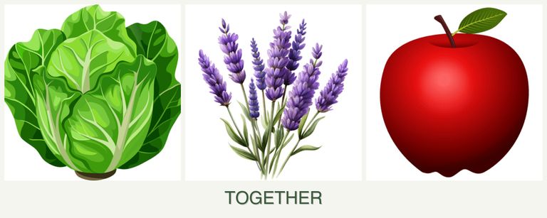 Can you plant lettuce, lavender and apples together?
