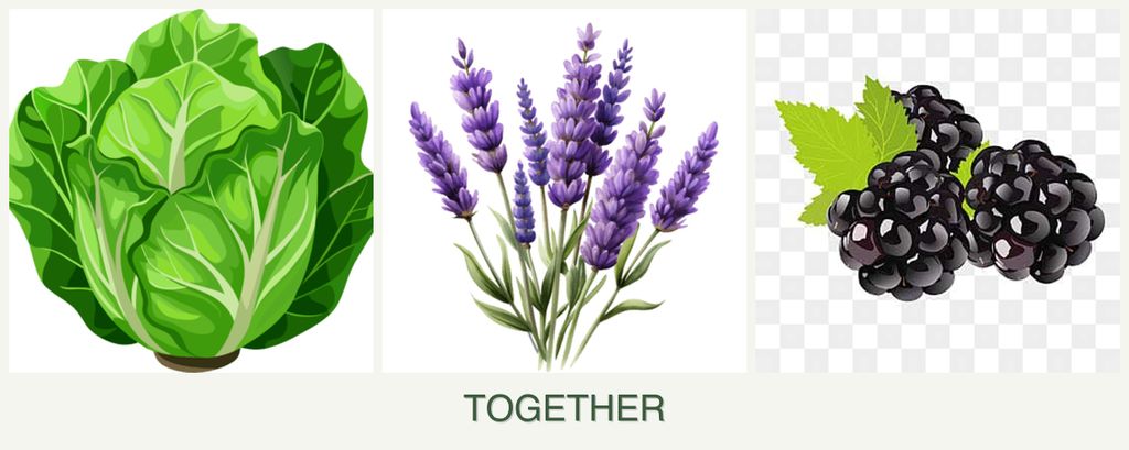 Can you plant lettuce, lavender and blackberries together?