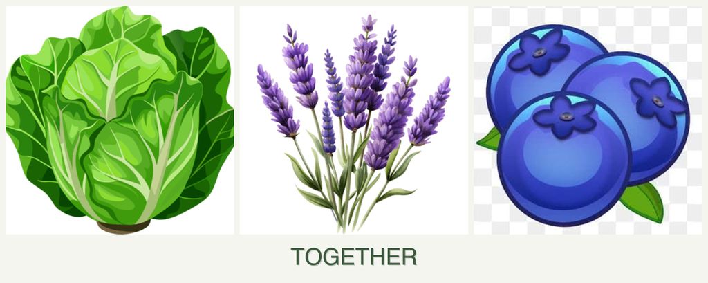 Can you plant lettuce, lavender and blueberries together?