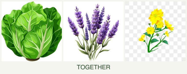 Can you plant lettuce, lavender and calendula together?