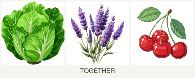 Can you plant lettuce, lavender and cherries together?