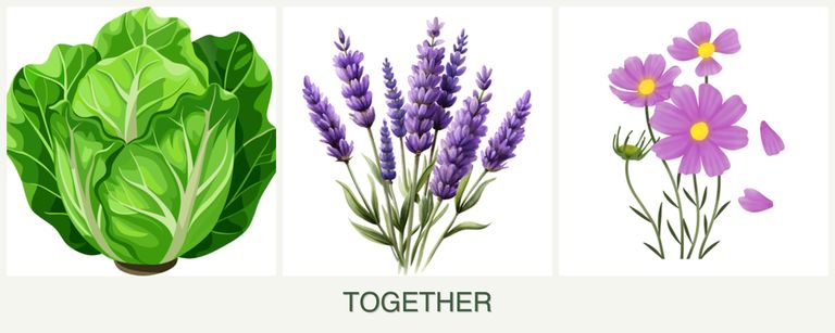 Can you plant lettuce, lavender and cosmos together?