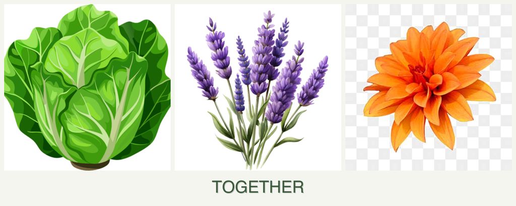 Can you plant lettuce, lavender and dahlias together?