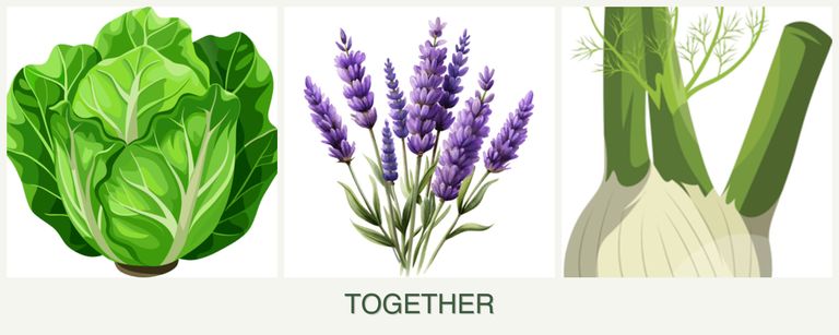 Can you plant lettuce, lavender and fennel together?