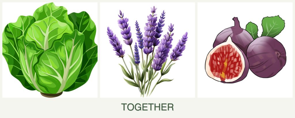 Can you plant lettuce, lavender and figs together?