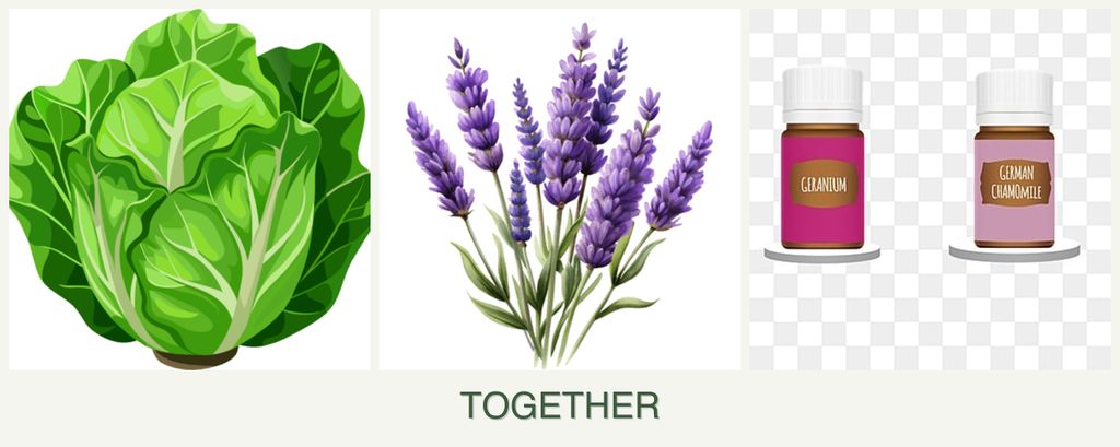 Can you plant lettuce, lavender and geraniums together?