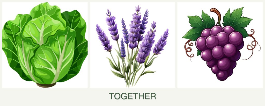 Can you plant lettuce, lavender and grapes together?