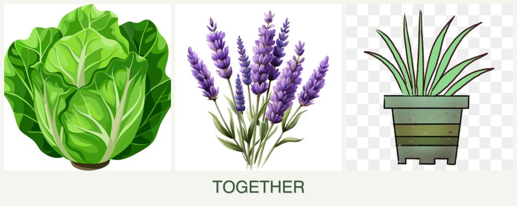 Can you plant lettuce, lavender and lemongrass together?
