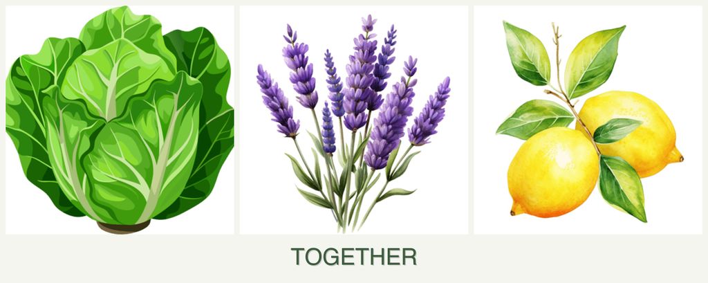 Can you plant lettuce, lavender and lemons together?