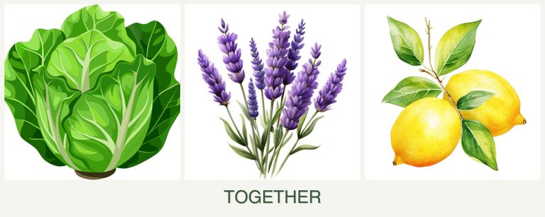 Can you plant lettuce, lavender and lemons together?