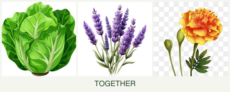 Can you plant lettuce, lavender and marigolds together?