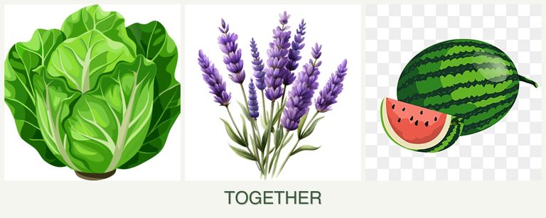 Can you plant lettuce, lavender and melons together?