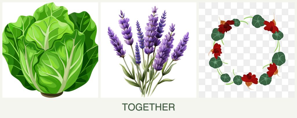 Can you plant lettuce, lavender and nasturtiums together?