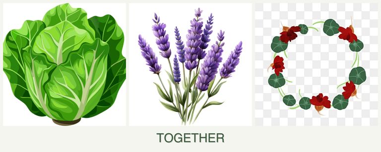 Can you plant lettuce, lavender and nasturtiums together?