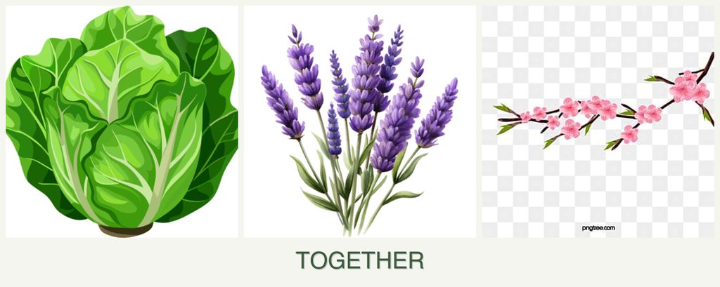 Can you plant lettuce, lavender and peaches together?