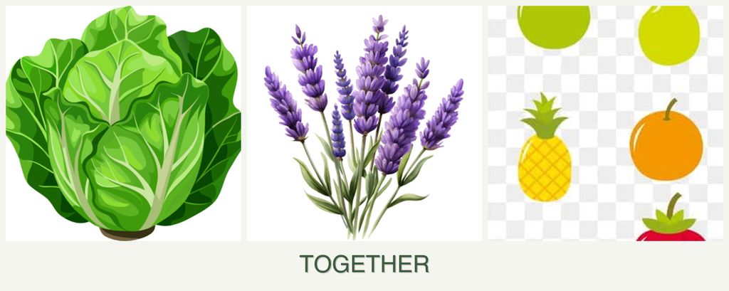 Can you plant lettuce, lavender and pears together?