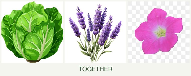 Can you plant lettuce, lavender and petunias together?