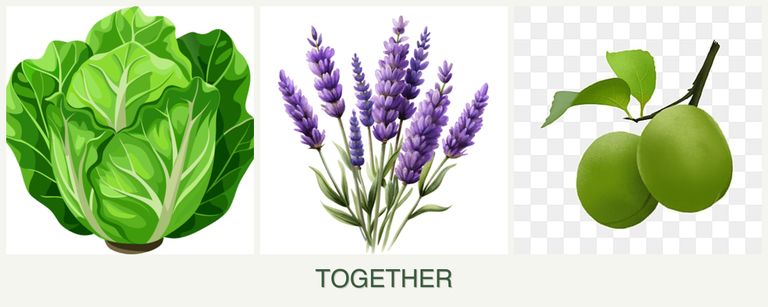 Can you plant lettuce, lavender and plums together?
