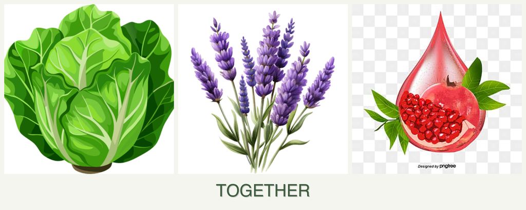 Can you plant lettuce, lavender and pomegranates together?