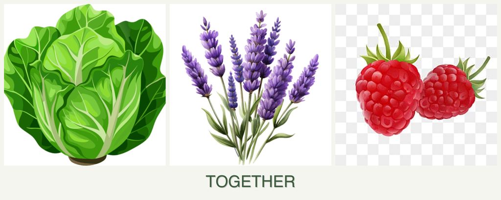 Can you plant lettuce, lavender and raspberries together?