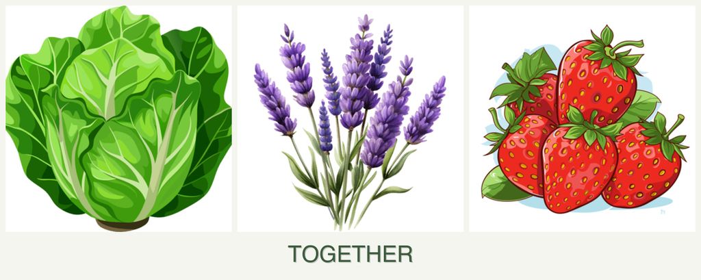 Can you plant lettuce, lavender and strawberries together?