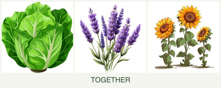 Can you plant lettuce, lavender and sunflowers together?