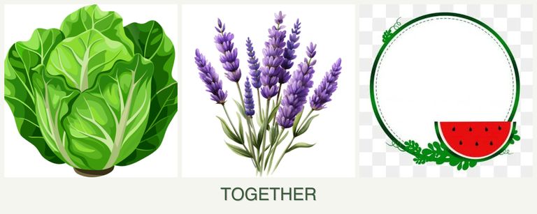 Can you plant lettuce, lavender and watermelons together?