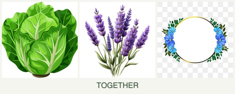 Can you plant lettuce, lavender and zinnias together?