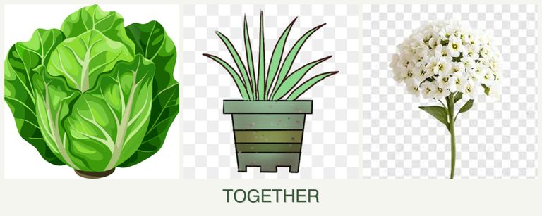 Can you plant lettuce, lemongrass and alyssum together?
