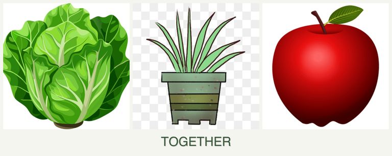 Can you plant lettuce, lemongrass and apples together?