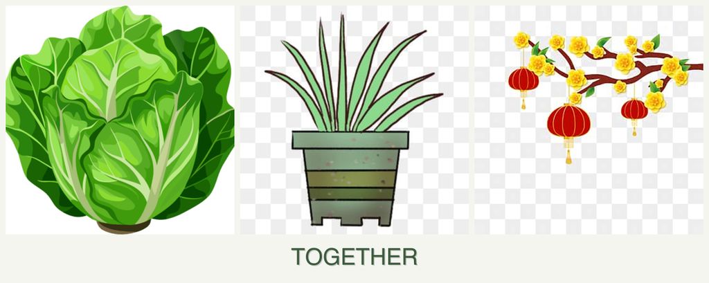 Can you plant lettuce, lemongrass and apricots together?