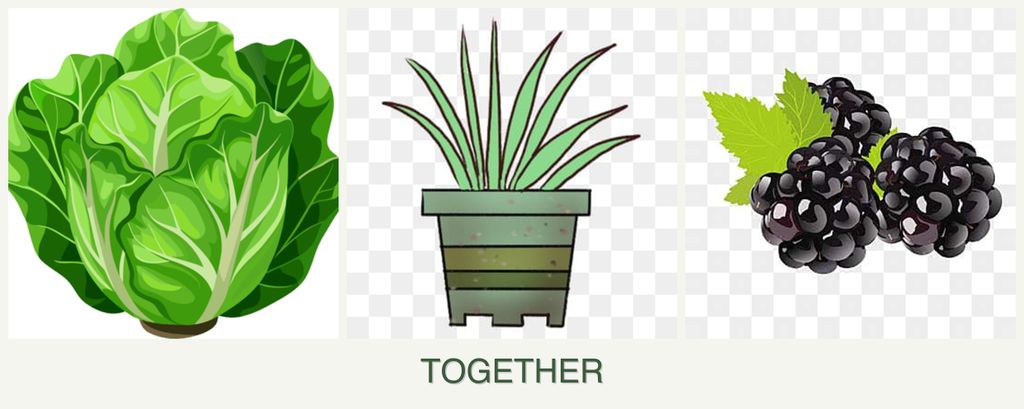Can you plant lettuce, lemongrass and blackberries together?
