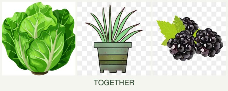 Can you plant lettuce, lemongrass and blackberries together?