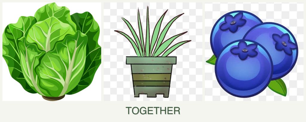 Can you plant lettuce, lemongrass and blueberries together?